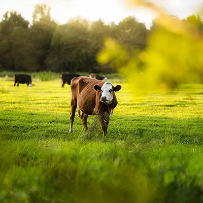 Livestock GPS Tracking Collar