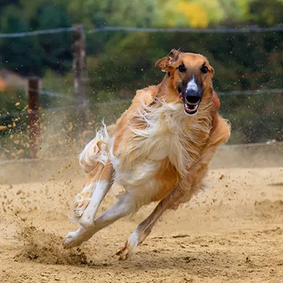 Long Range Hunting Dog GPS Tracker
