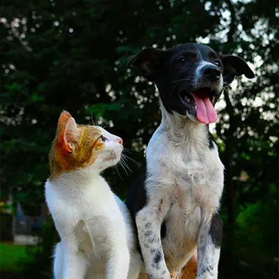 OEM Pet GPS Tracker Manufacturer